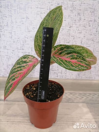 Аглаонема роуз