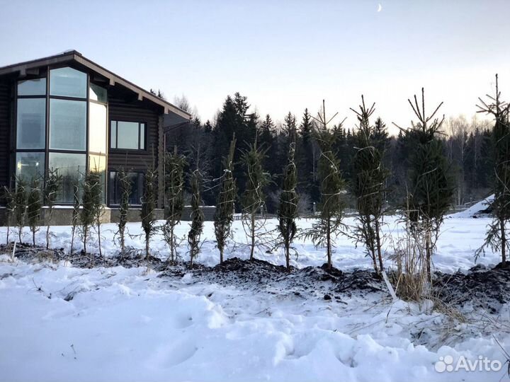 Продам саженцы сосны и ели всех размеров, а так же