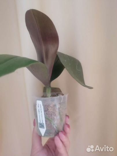 Орхидея фаленопсис бабочка