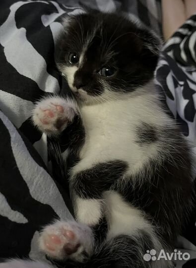 Кошечка в добрые руки