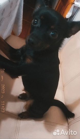 Той-терьер девочка