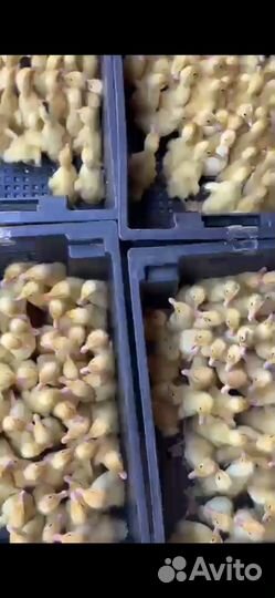 Башкирская утка