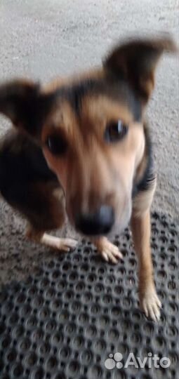 Собака щенок в добрые руки