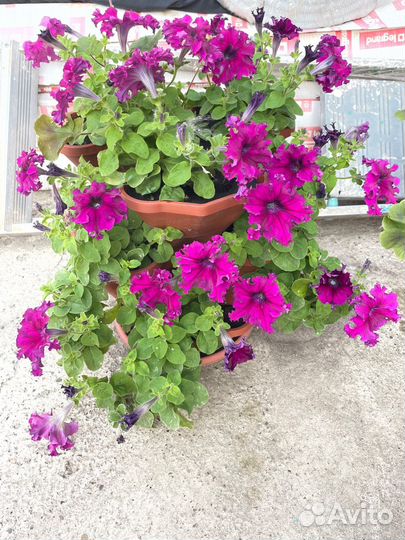 Цветочный горшок