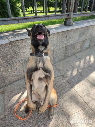 Кинолог, Дрессировка и воспитание собак