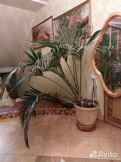 Пальма веерная