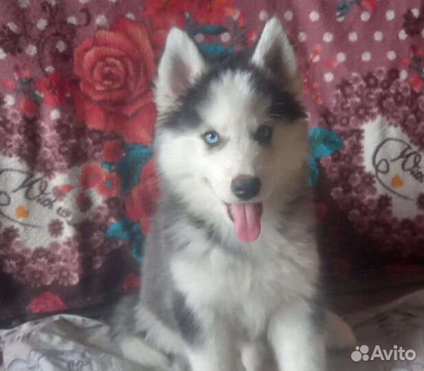 Щенки сибирской хаски