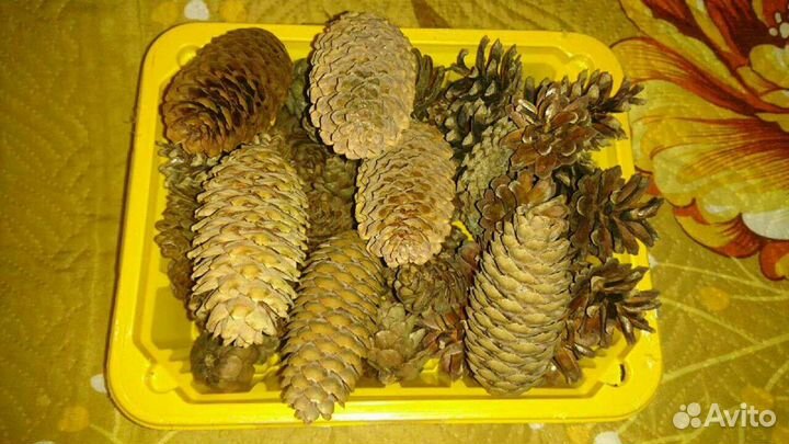 Шишки и семена сосновые, пихтовые и др. для декора