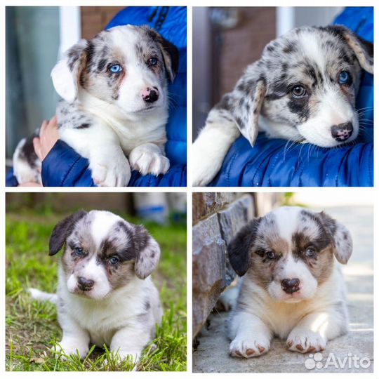 Вельш Корги Кардиган для продолжения рода