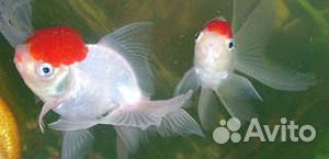 Аквариумные рыбки и растения