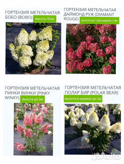 Гортензия метельчатая