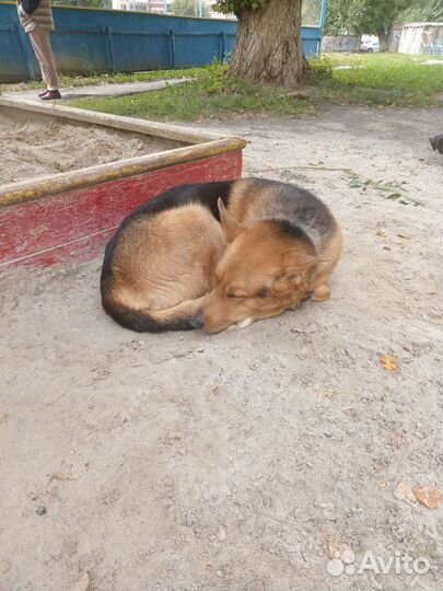 Нашлась собака