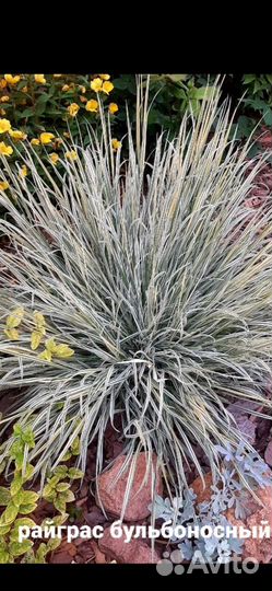 Декоративные злаки