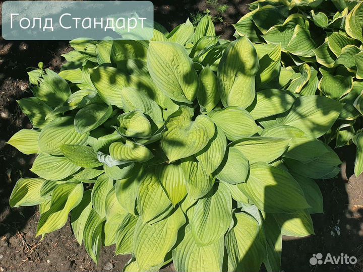 Хосты колекционные