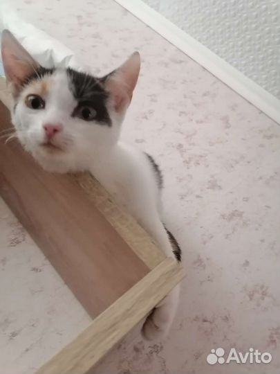 Котята в добрые руки бесплатно