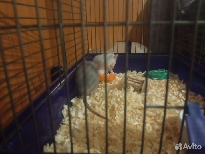 Декоративная крыса дамбо