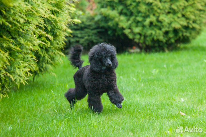 Пудель девочка