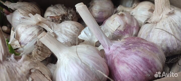 Высокоурожайный крупный чеснок отечественный