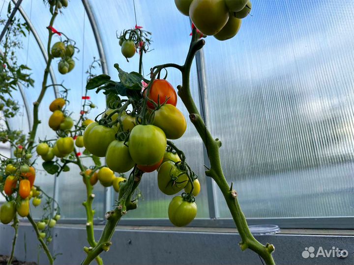 Теплица с поликарбонатом от производителя