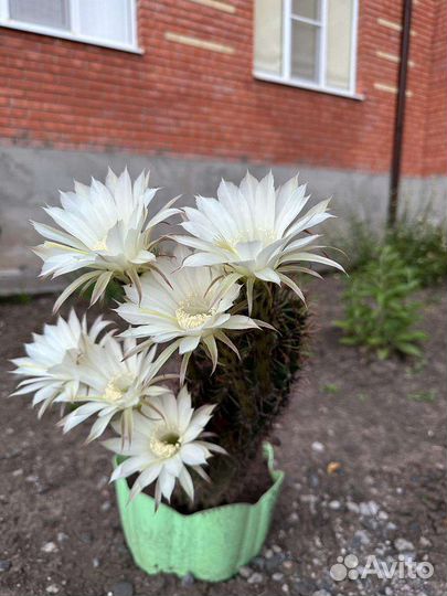 Кактус цветущий