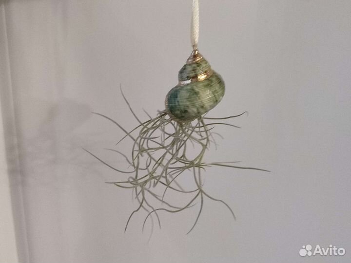 Тилландсия уснеевидная в панцире морского ежа