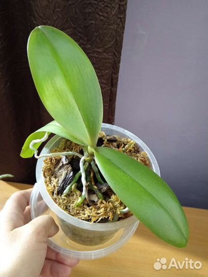 Орхидея фаленопсис