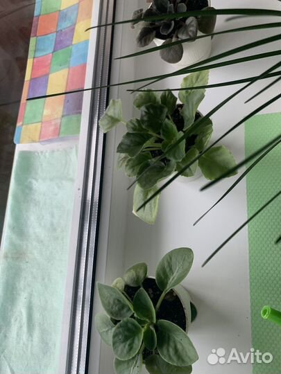 Сортовые фиалки