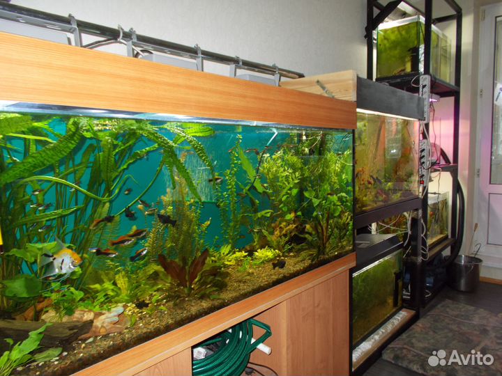 Аквариум