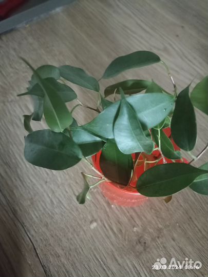 Фикус бенджамина