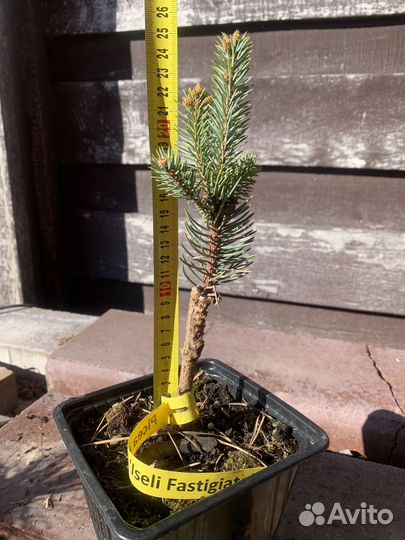 Ель Инверса,Круэнта