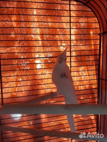 Попугай корелла мальчик