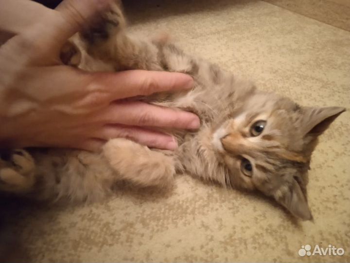 Отдам кошечку 5 месяцев