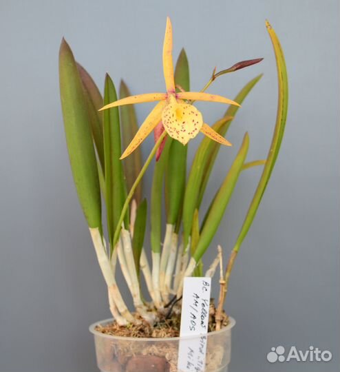 Орхидея каттлея