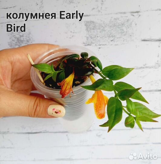 Колумнеи, Эсхинантусы укорененные