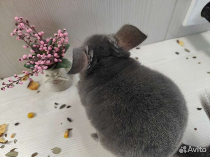 Шиншилла из домашнего питомника