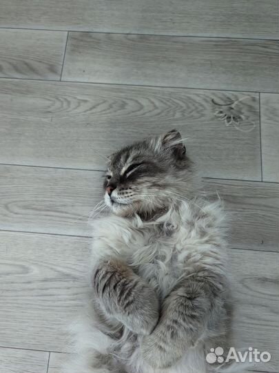 Найден кот