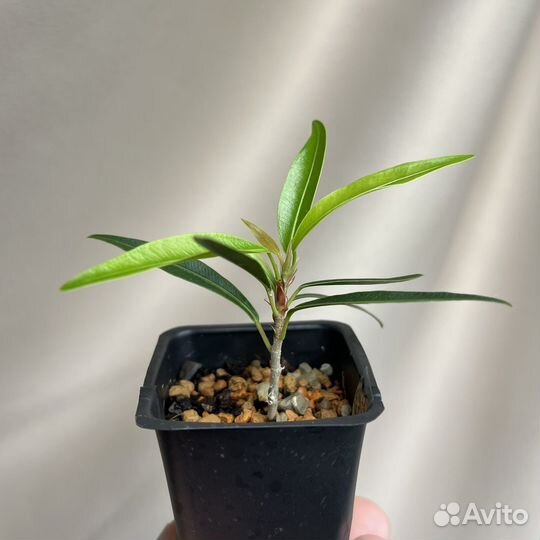 Фикус Neriifolia (нериифолия, саликария)