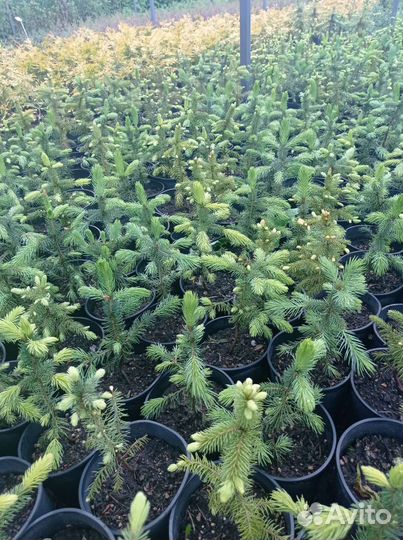 Ель голубая Глаука