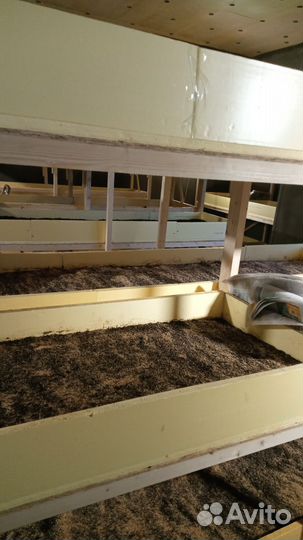 Червь дендробена