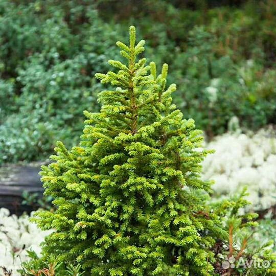 Ель зелёная сибирская