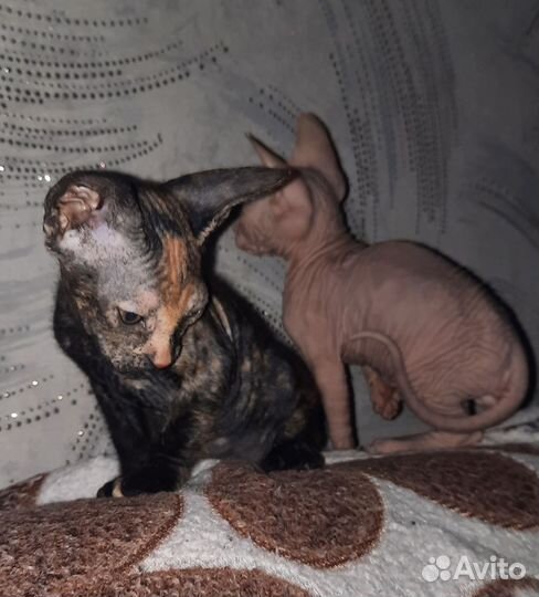 Котята донского сфинкса