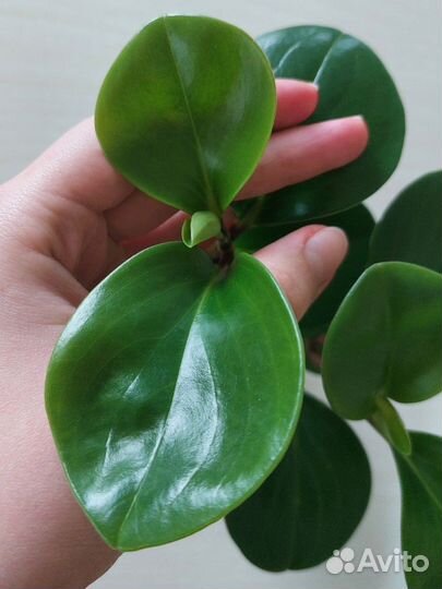 Пеперомия туполистная и спатифилум