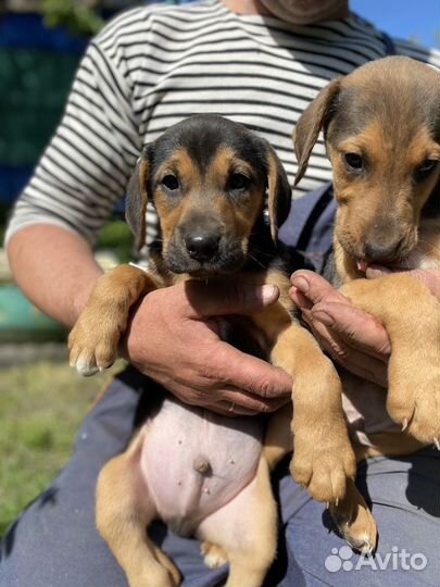 Собака в добрые руки для охоты