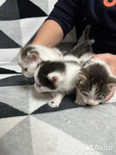 Котята в дар бесплатно