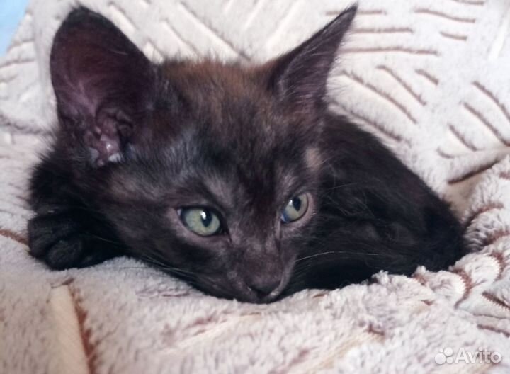 Котята в добрые руки даром