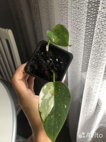 Филодендрон белая принцесса (с розовым)