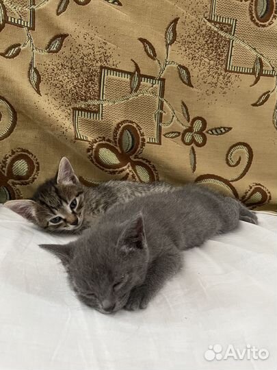 Домашние котята