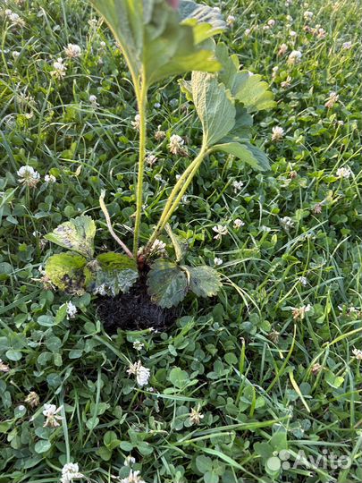 Рассада клубники