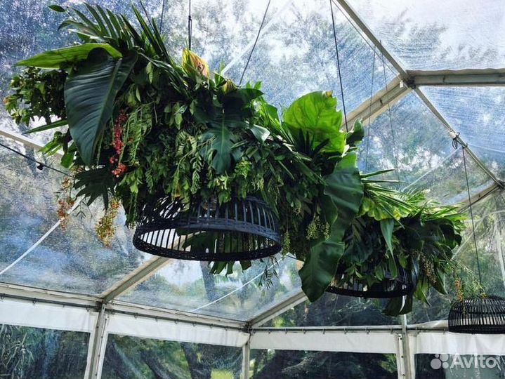 Мох стабилизированный.Озеленение.Декор.Ресторанов