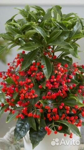 Цветы домашние